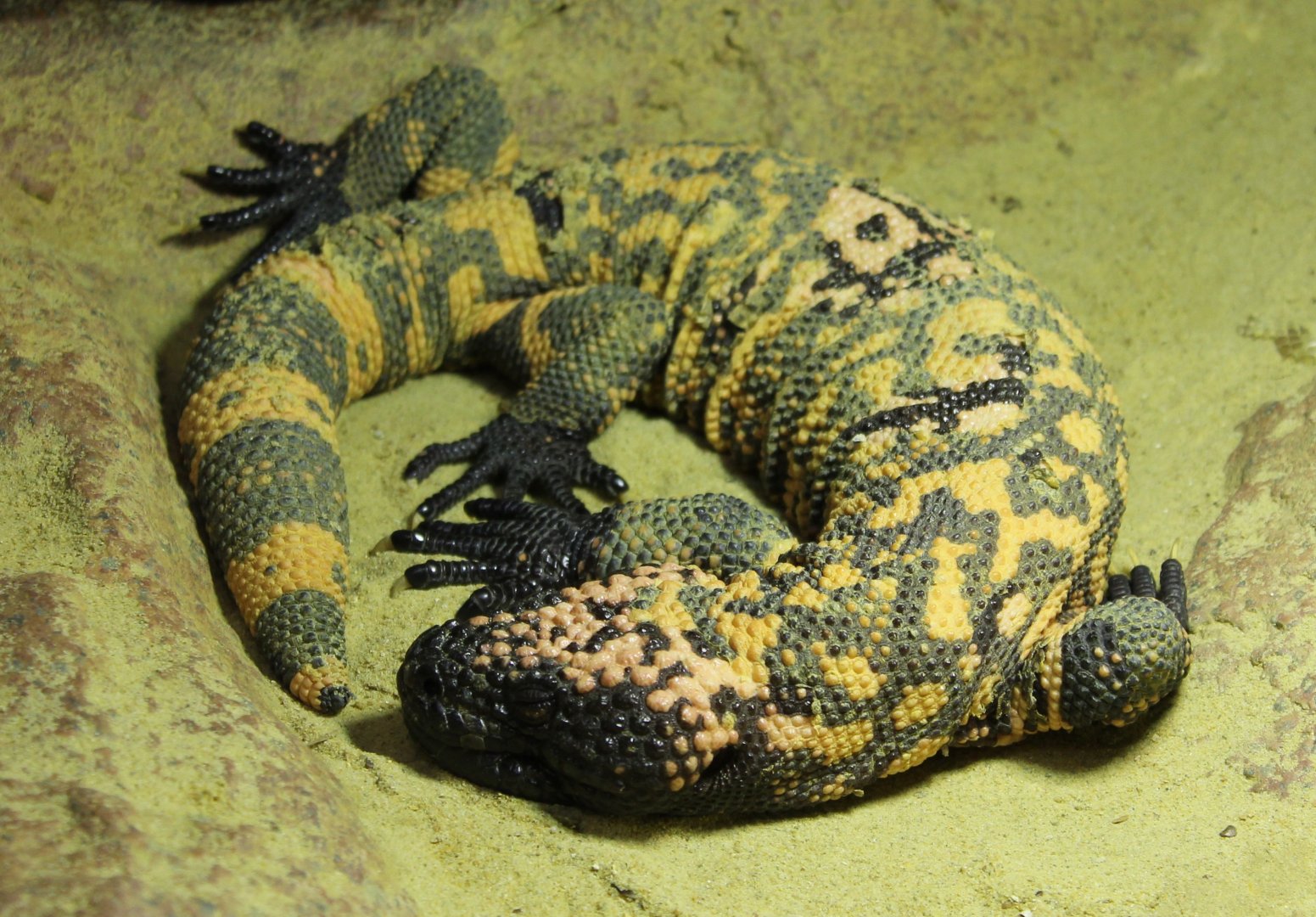Gila monster