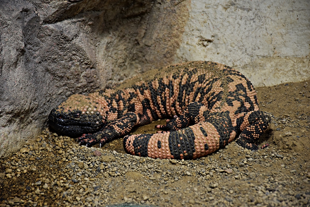 Gila monster