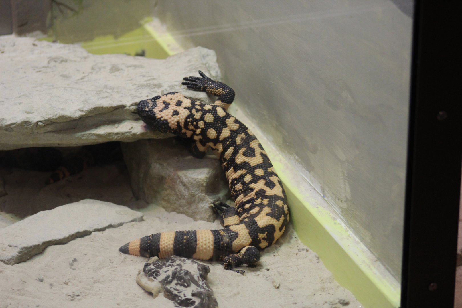 Gila Monster
