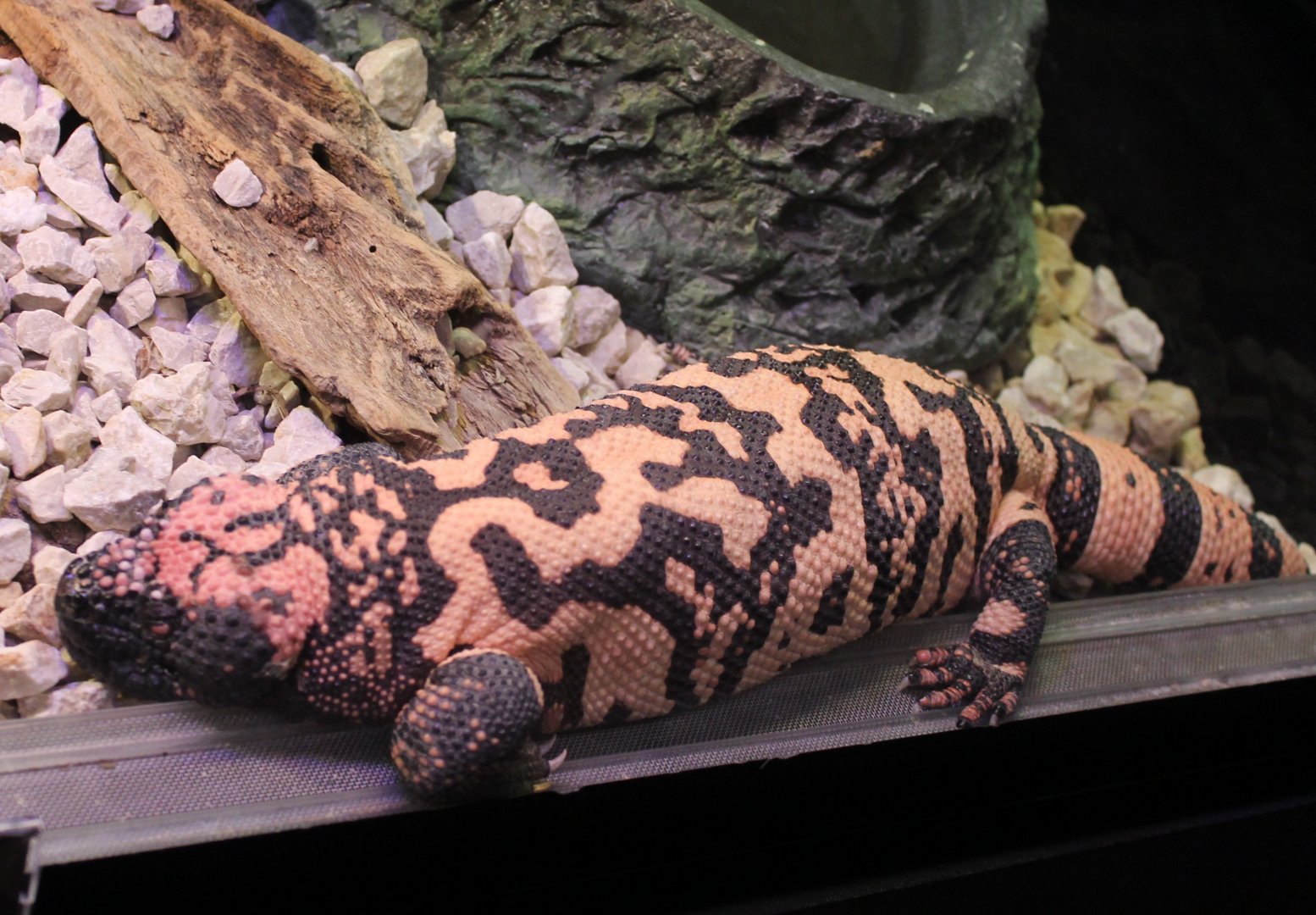 Gila monster