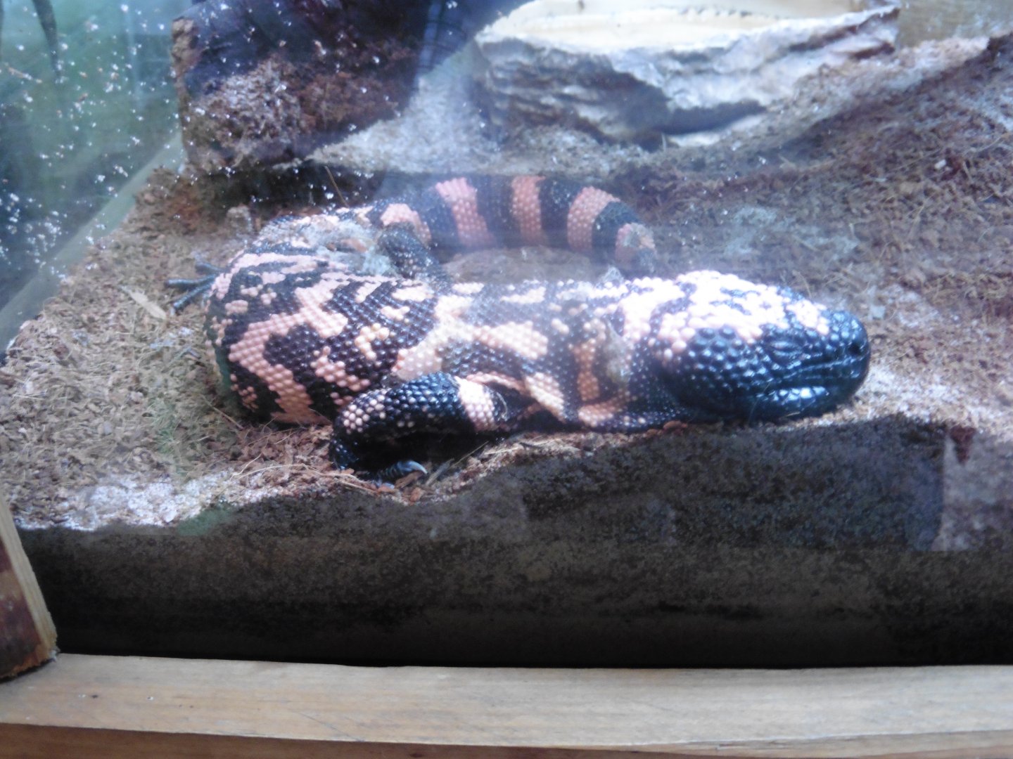 Gila Monster