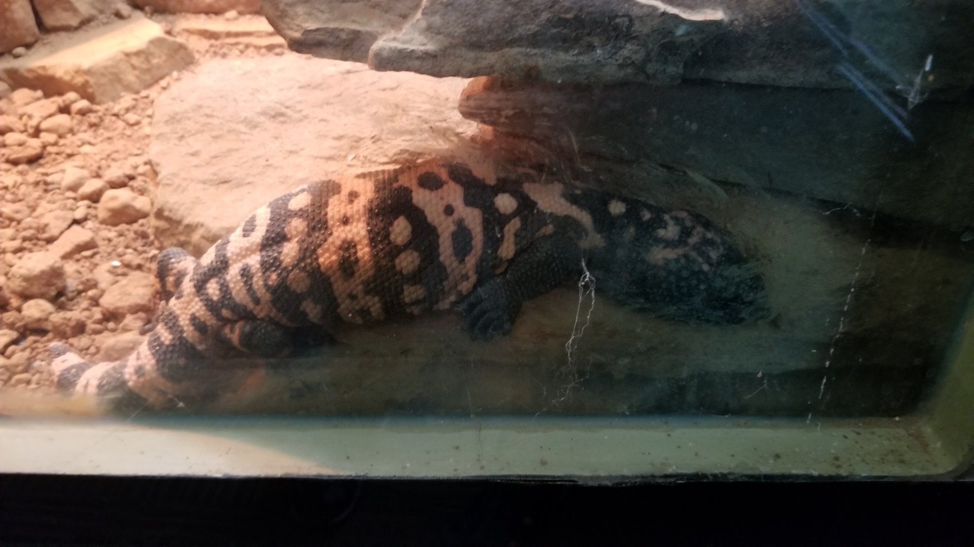 Gila monster