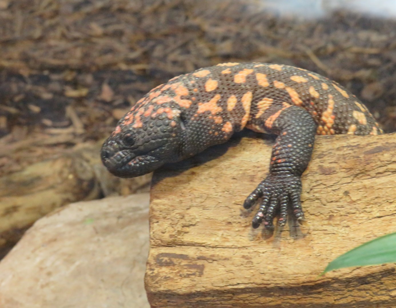 Gila monster