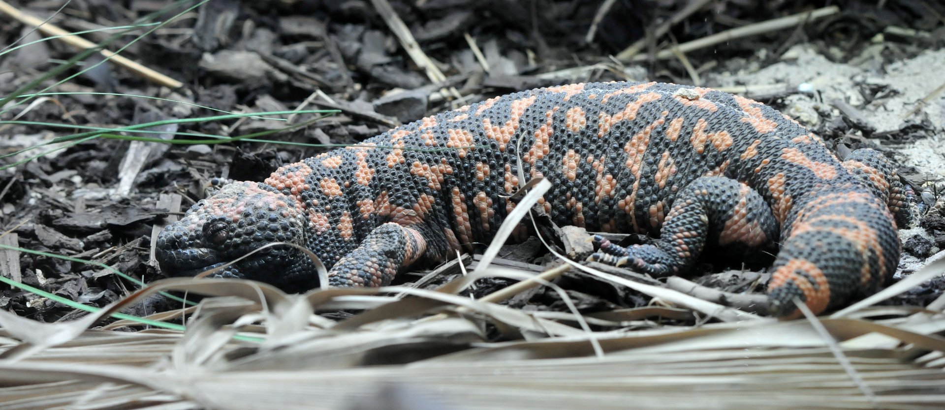 Gila monster