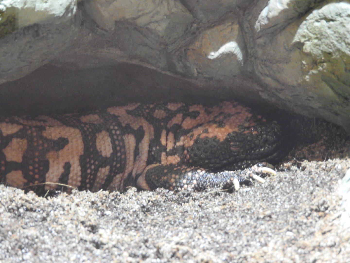 Gila Monster