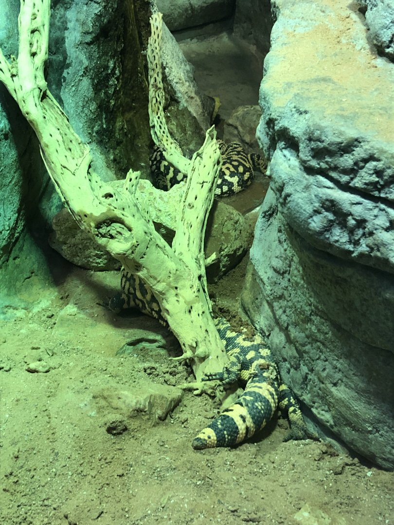 Gila Monster