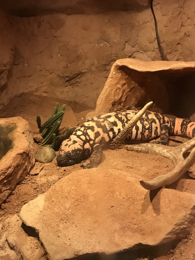 Gila monster