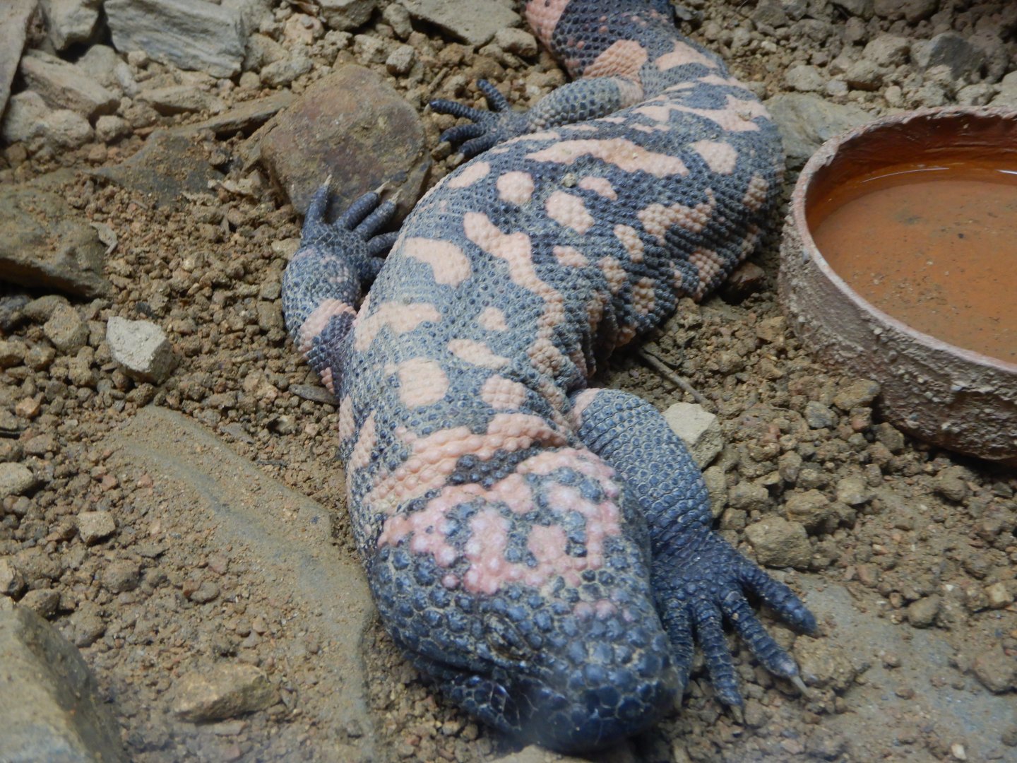 Gila Monster