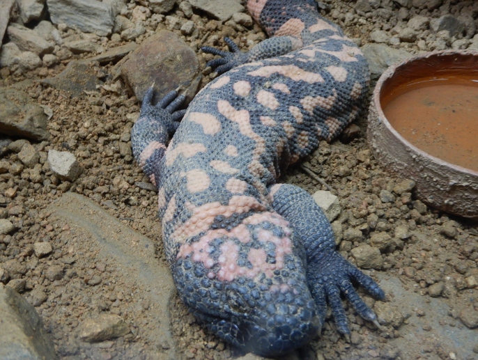 Gila Monster