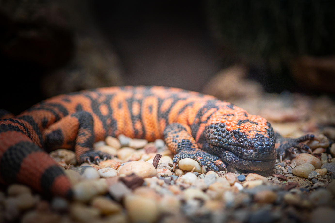 Gila Monster