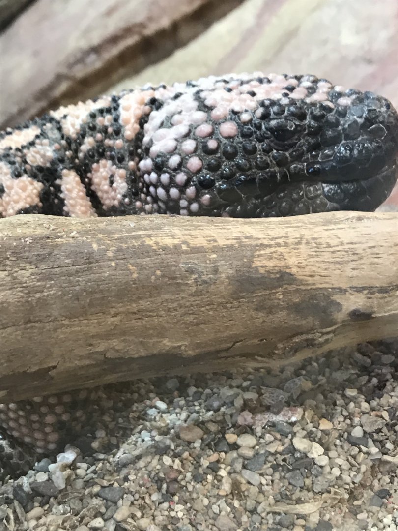 Gila monster