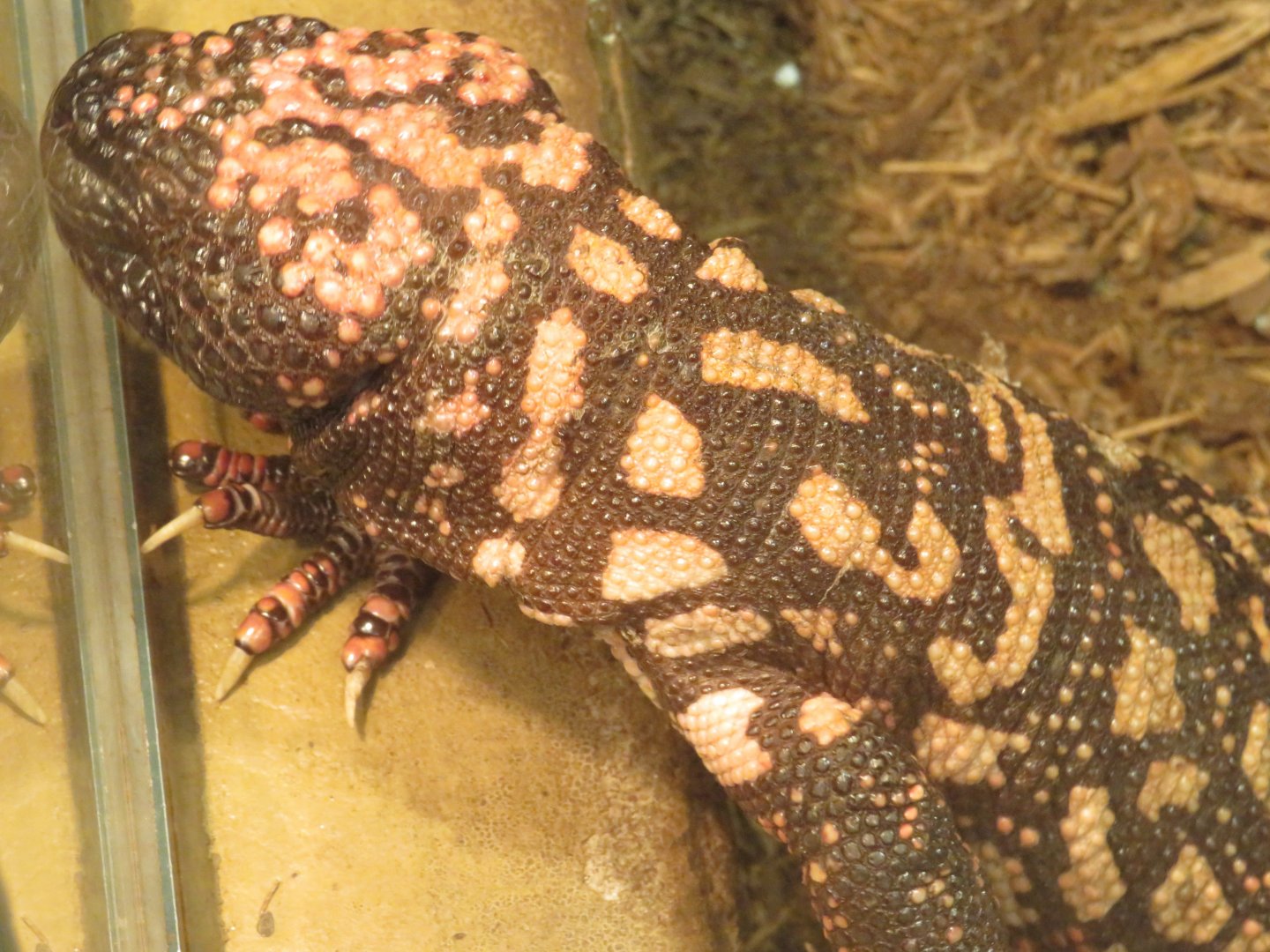 Gila monster