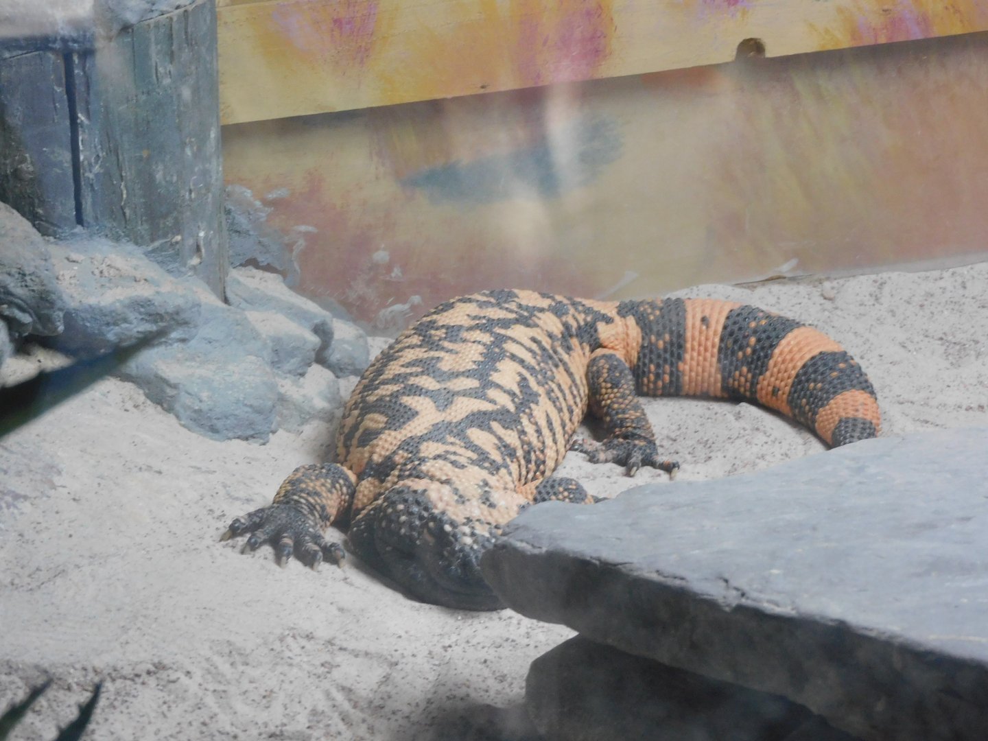 Gila monster
