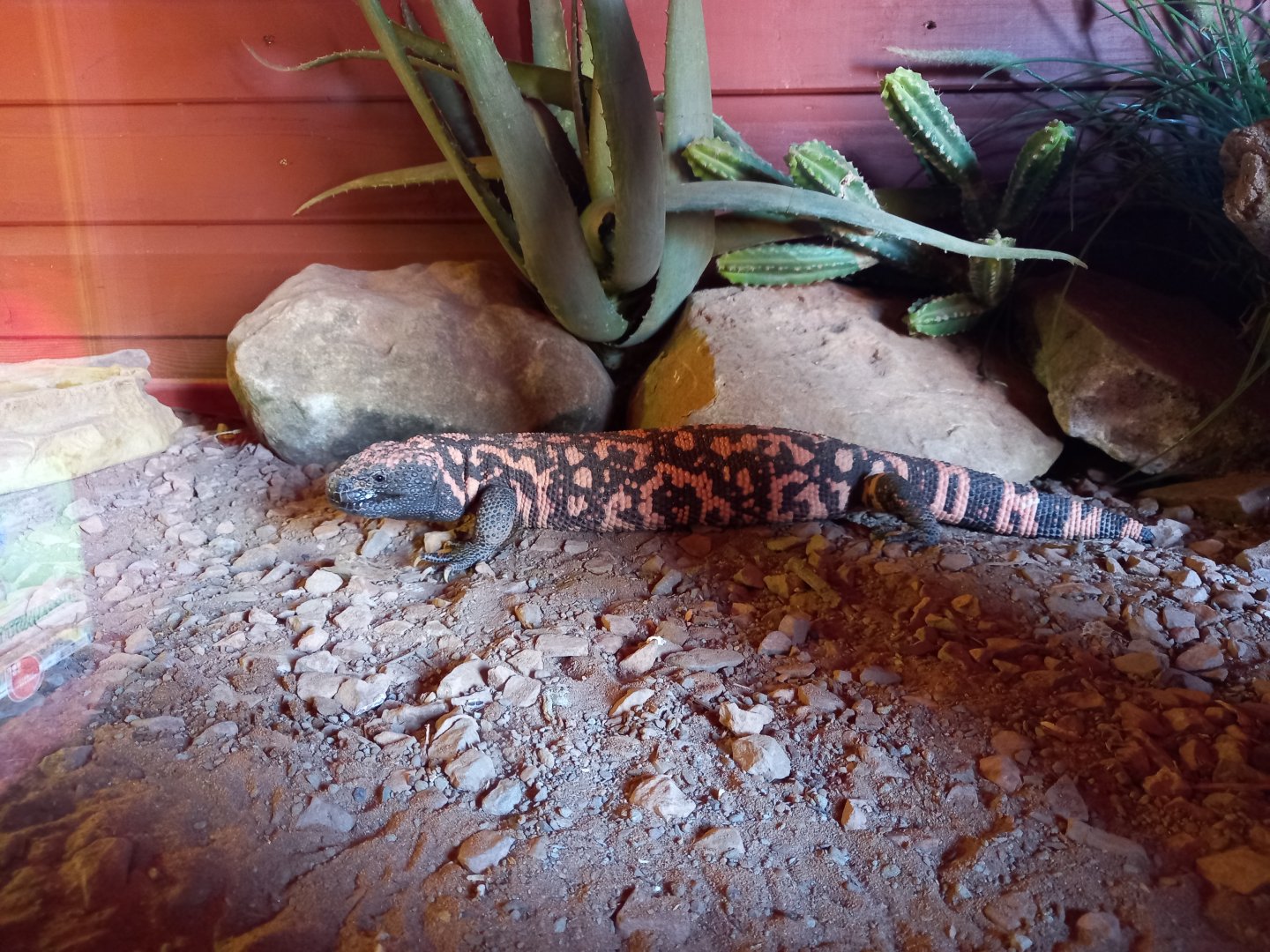Gila Monster
