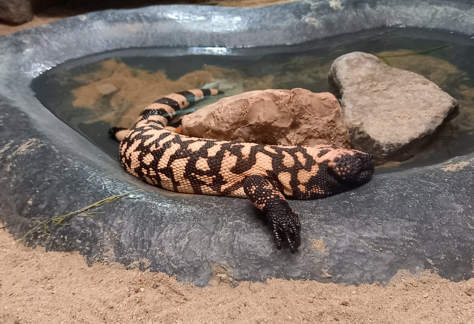 Gila monster