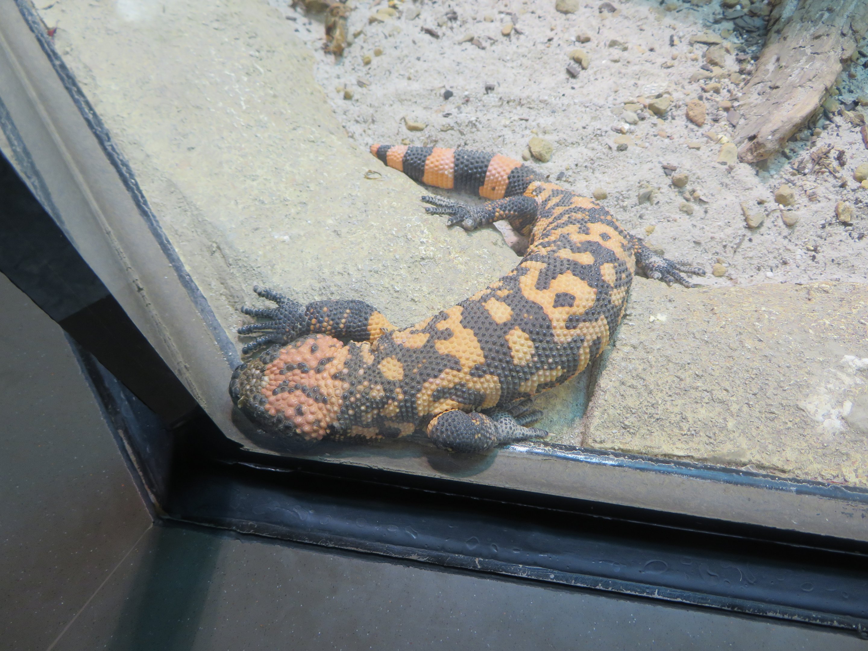 Gila Monster