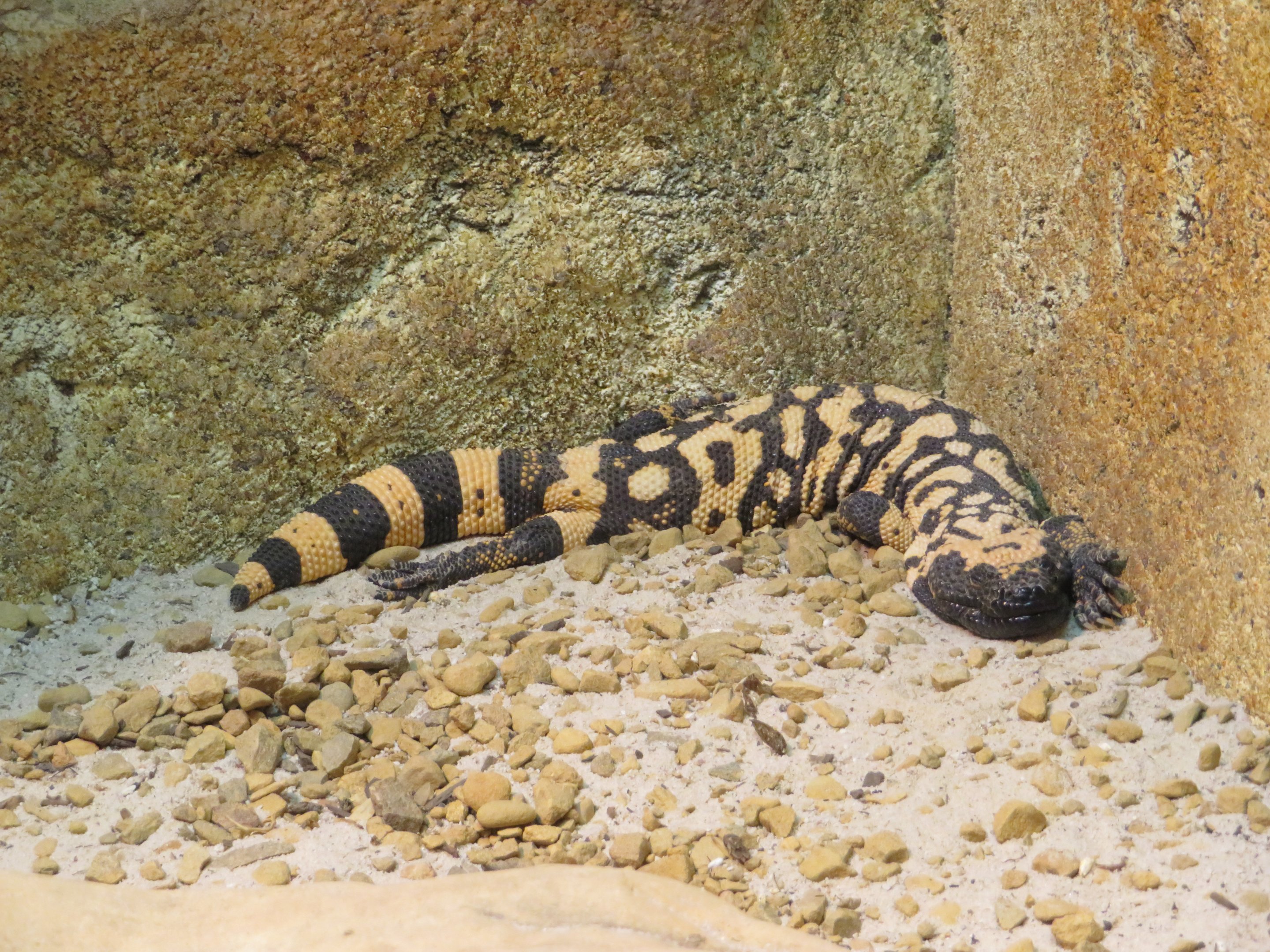Gila Monster