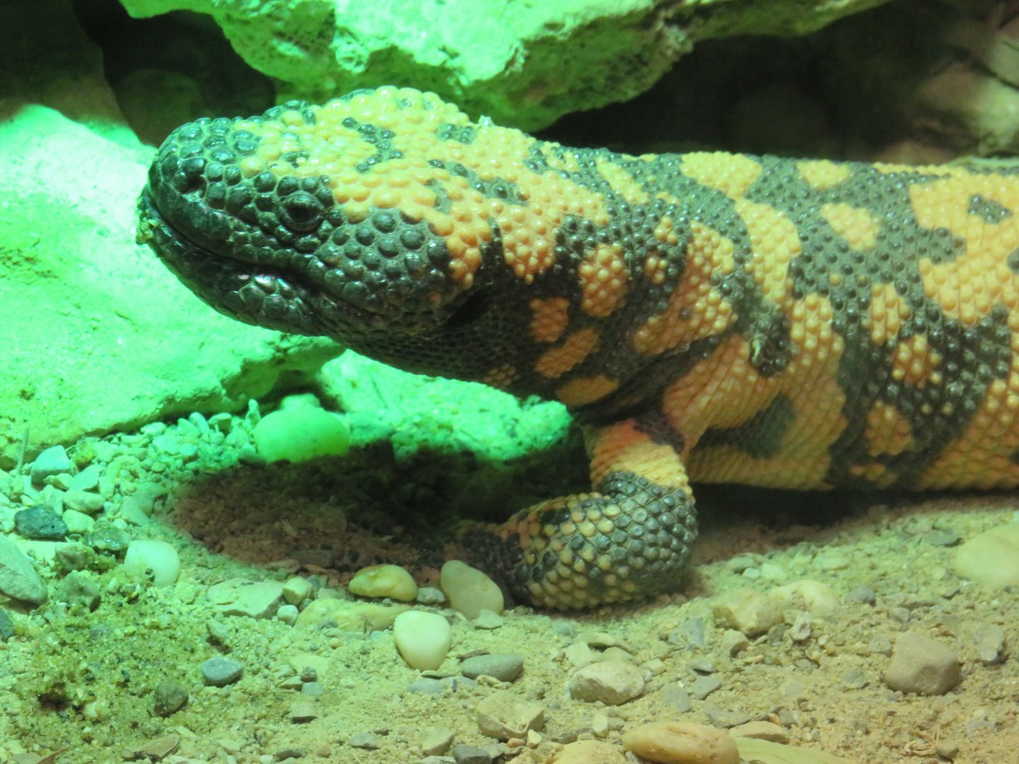 Gila monster
