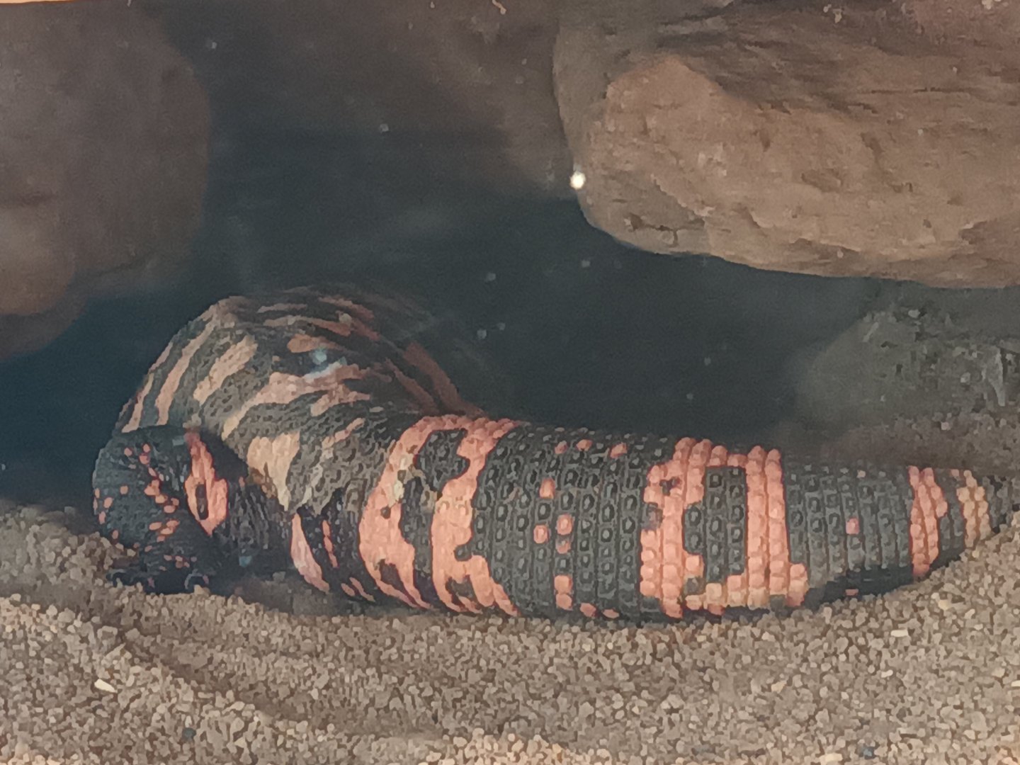 Gila Monster