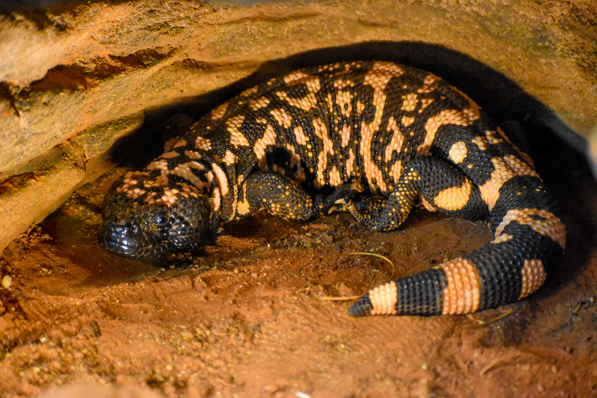Gila Monster