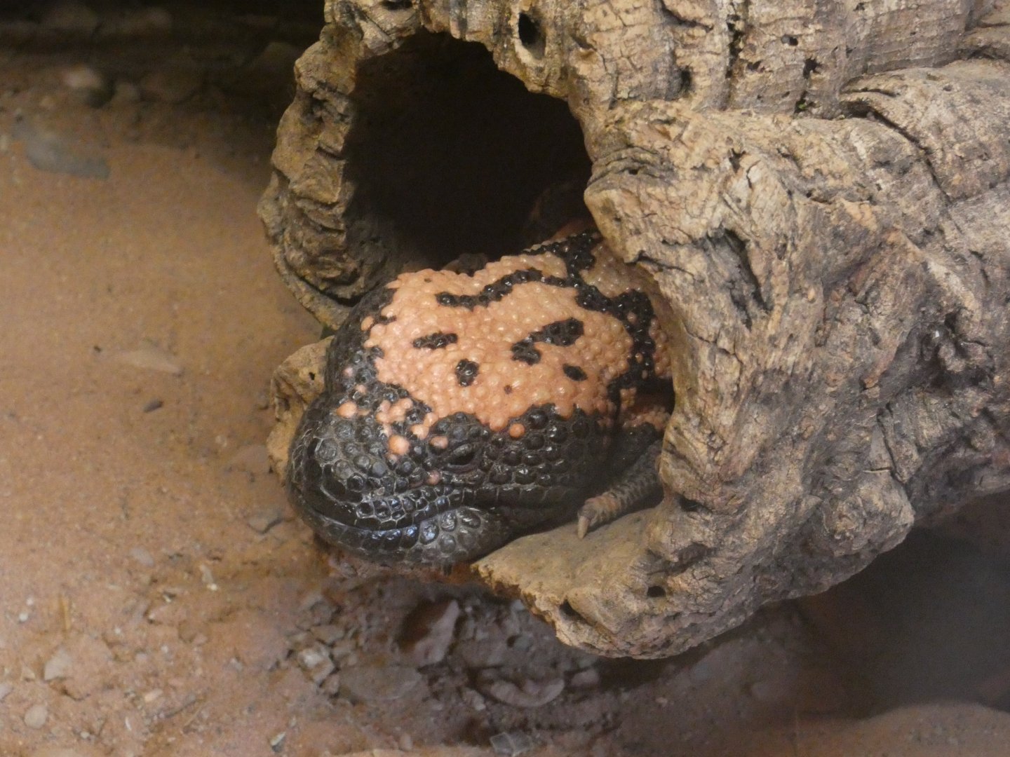 Gila monster