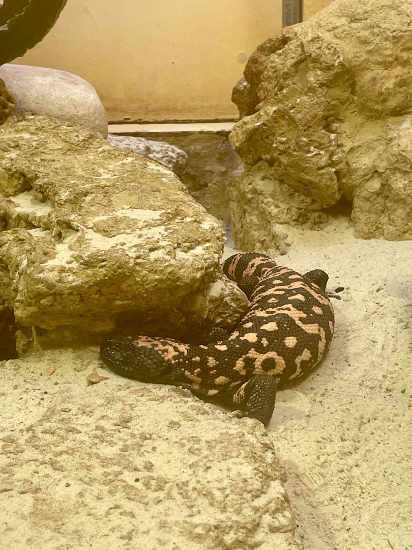 Gila Monster