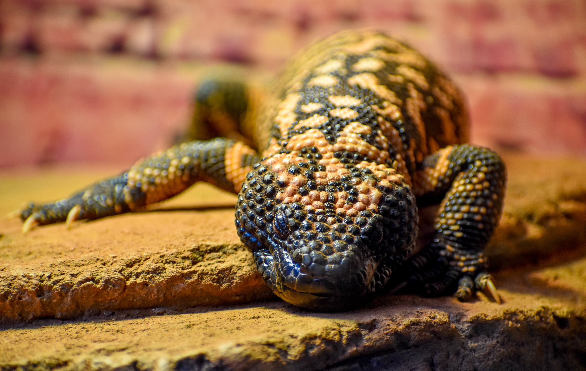 Gila Monster
