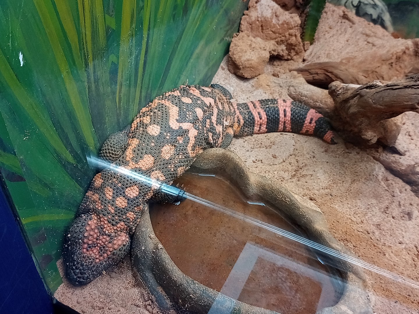 Gila monster