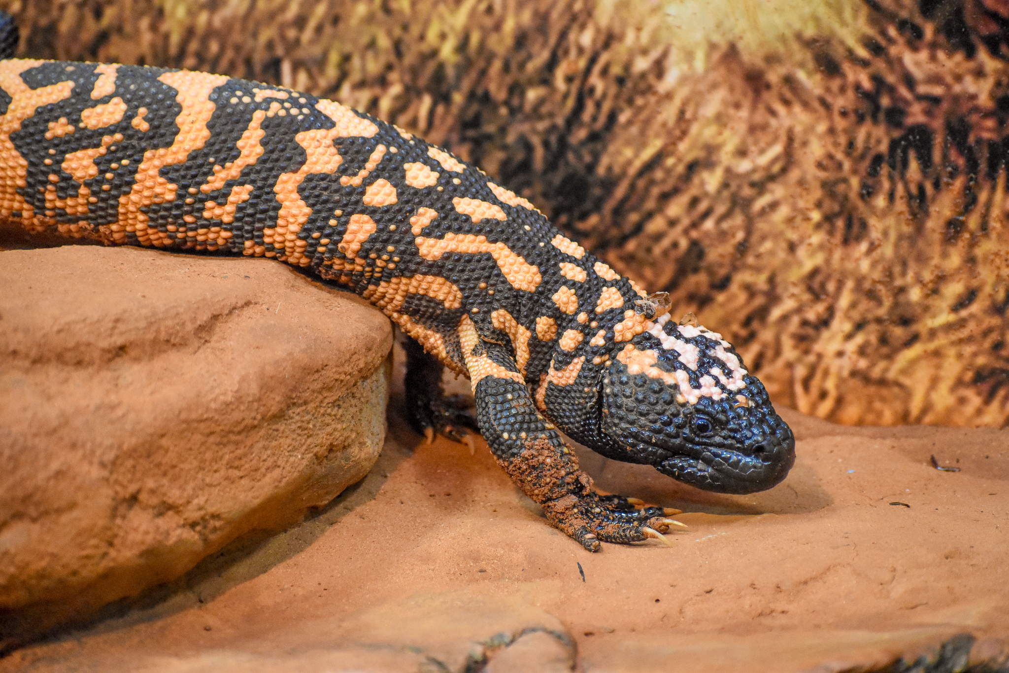 Gila Monster
