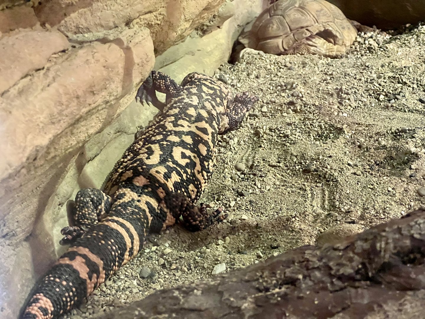 Gila Monster
