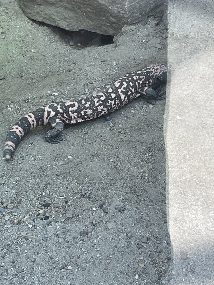 Gila Monster