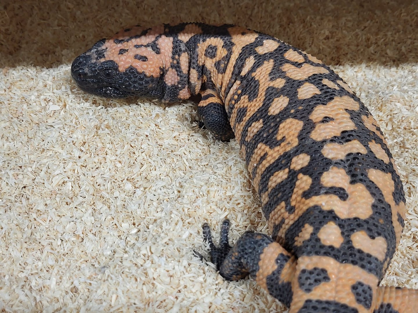 Gila monster