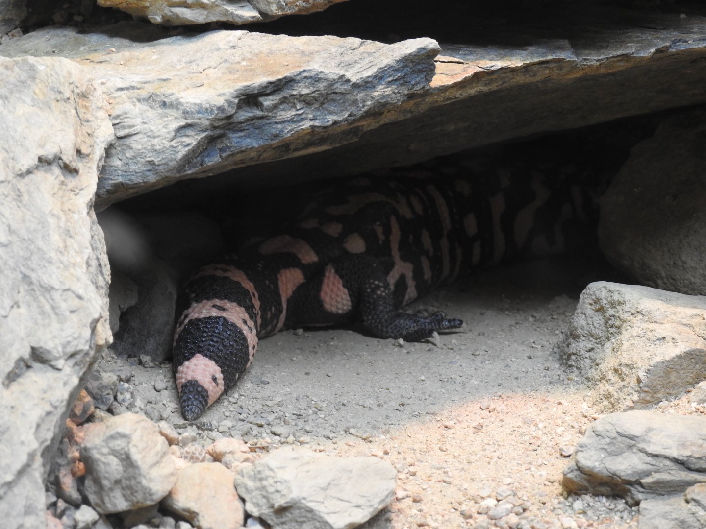 Gila Monster