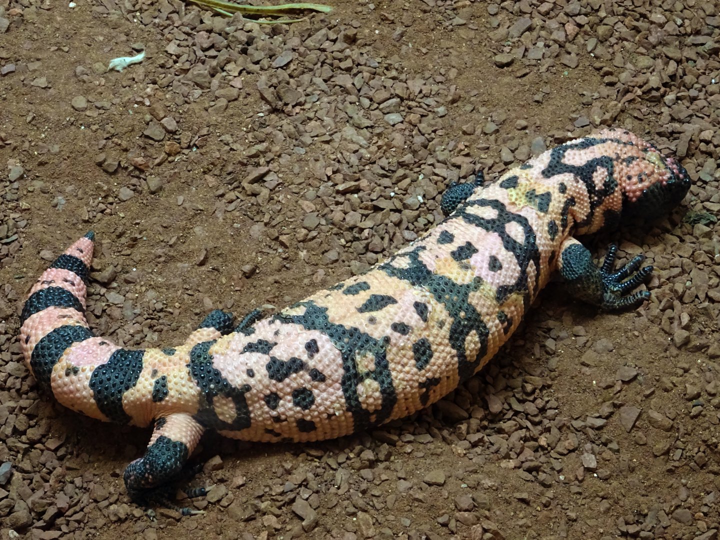 Gila Monster