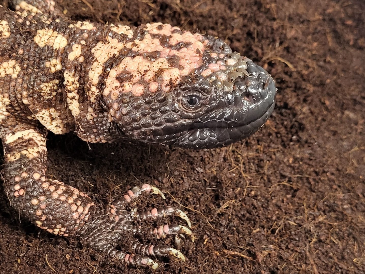 Gila monster