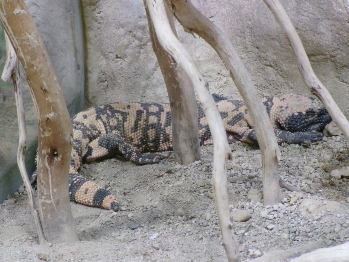 Gila monster