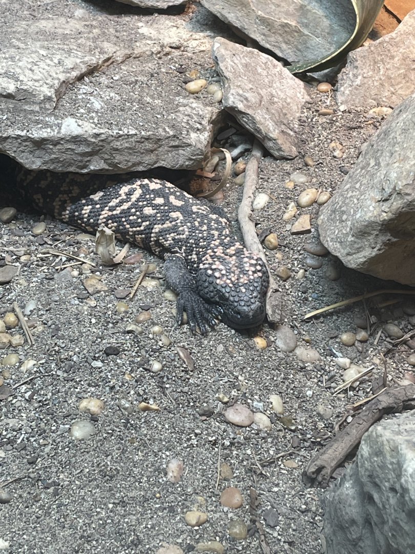 Gila Monster