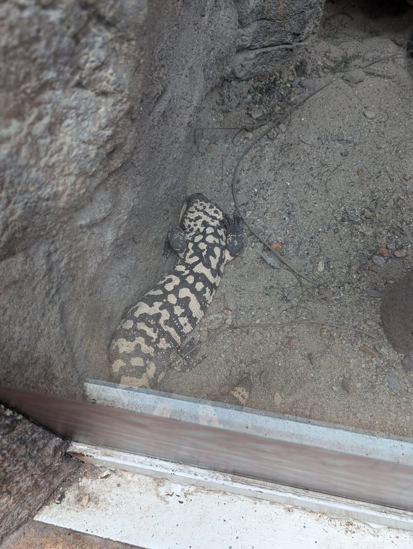 Gila Monster