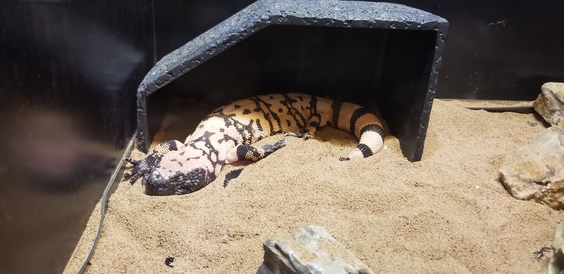 Gila Monster