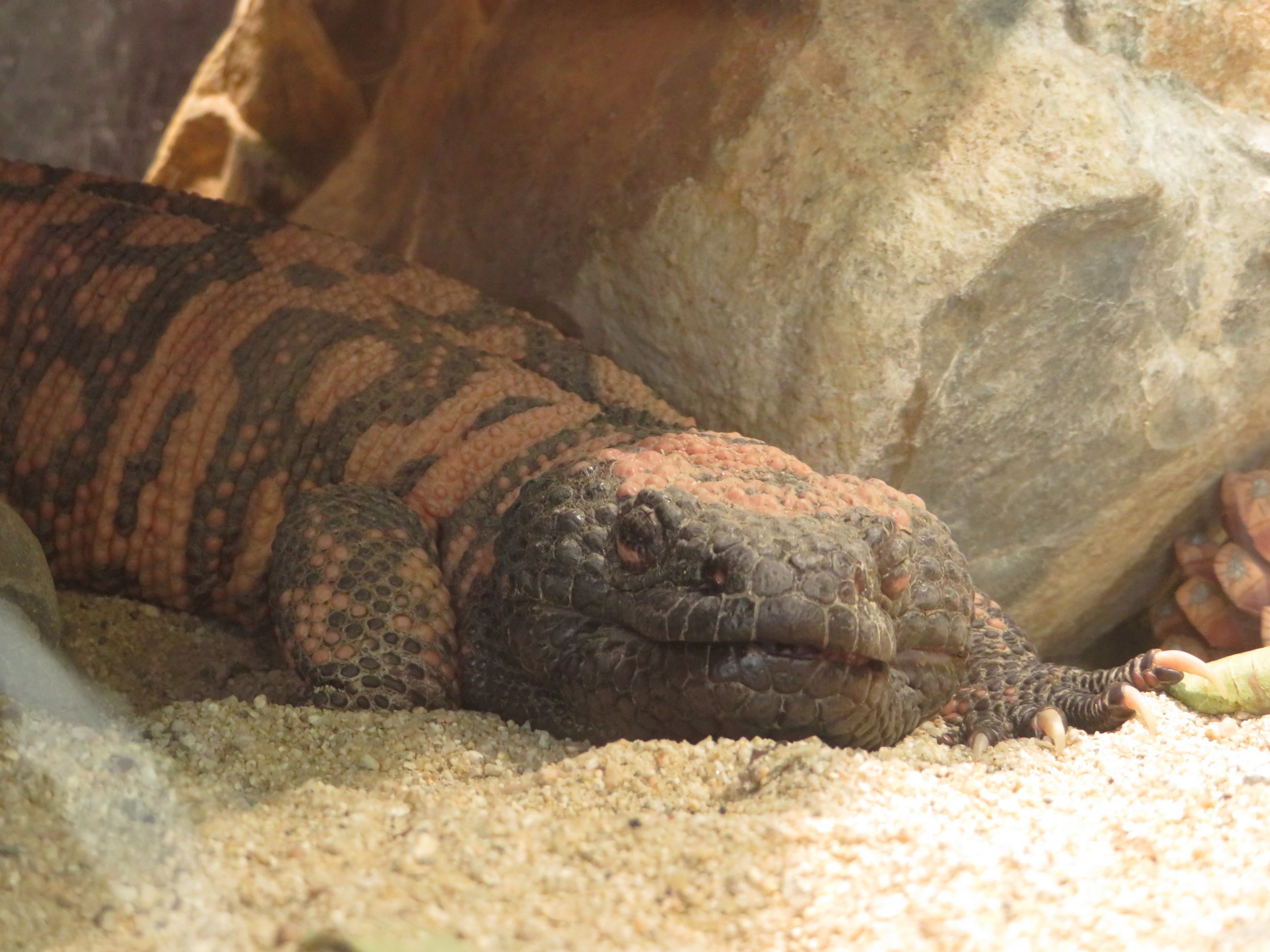 Gila Monster