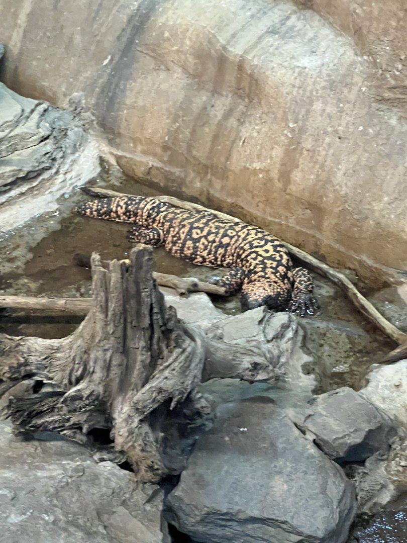 Gila Monster