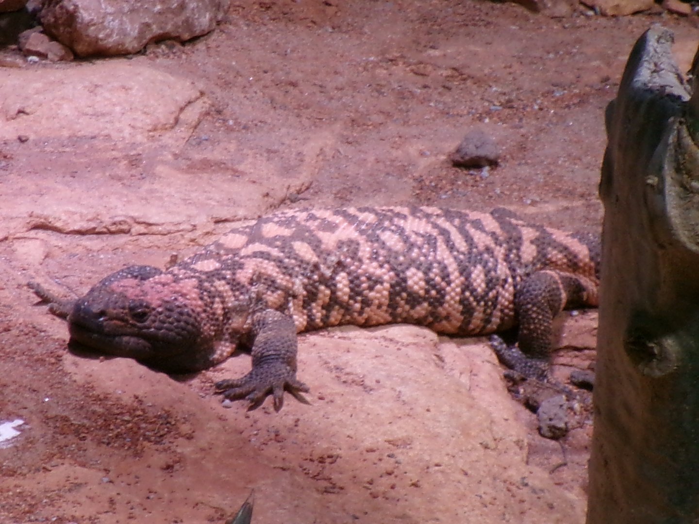 Gila monster