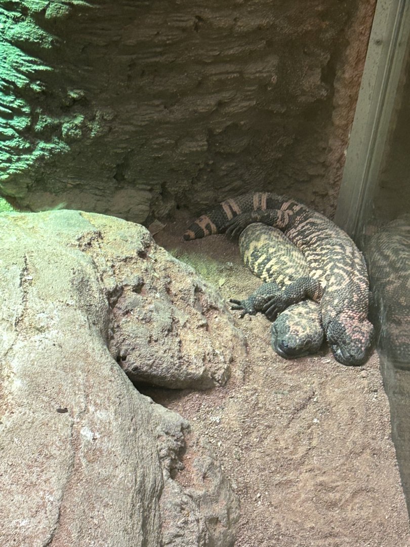 Gila monster