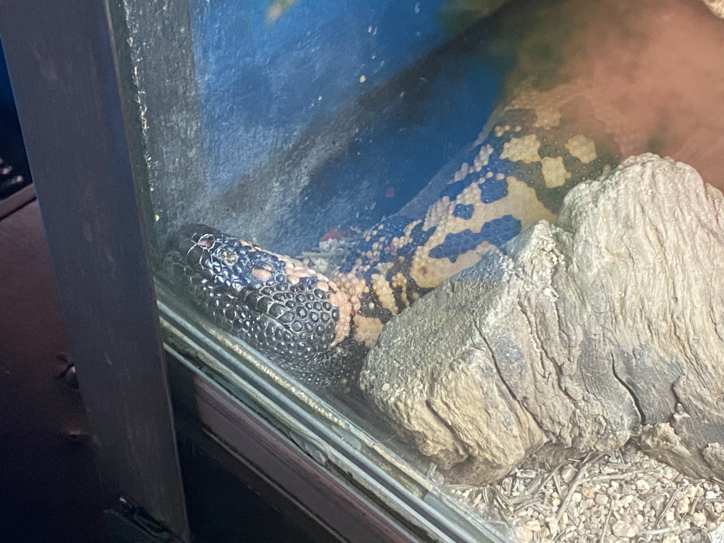 Gila monster
