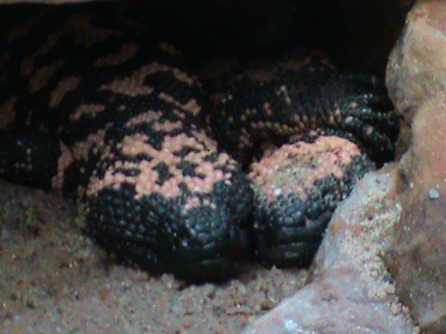 gila monsters 030910