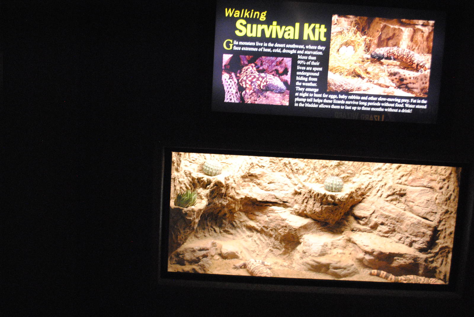 Gila Monsters Exhibit (Main Gallery)
