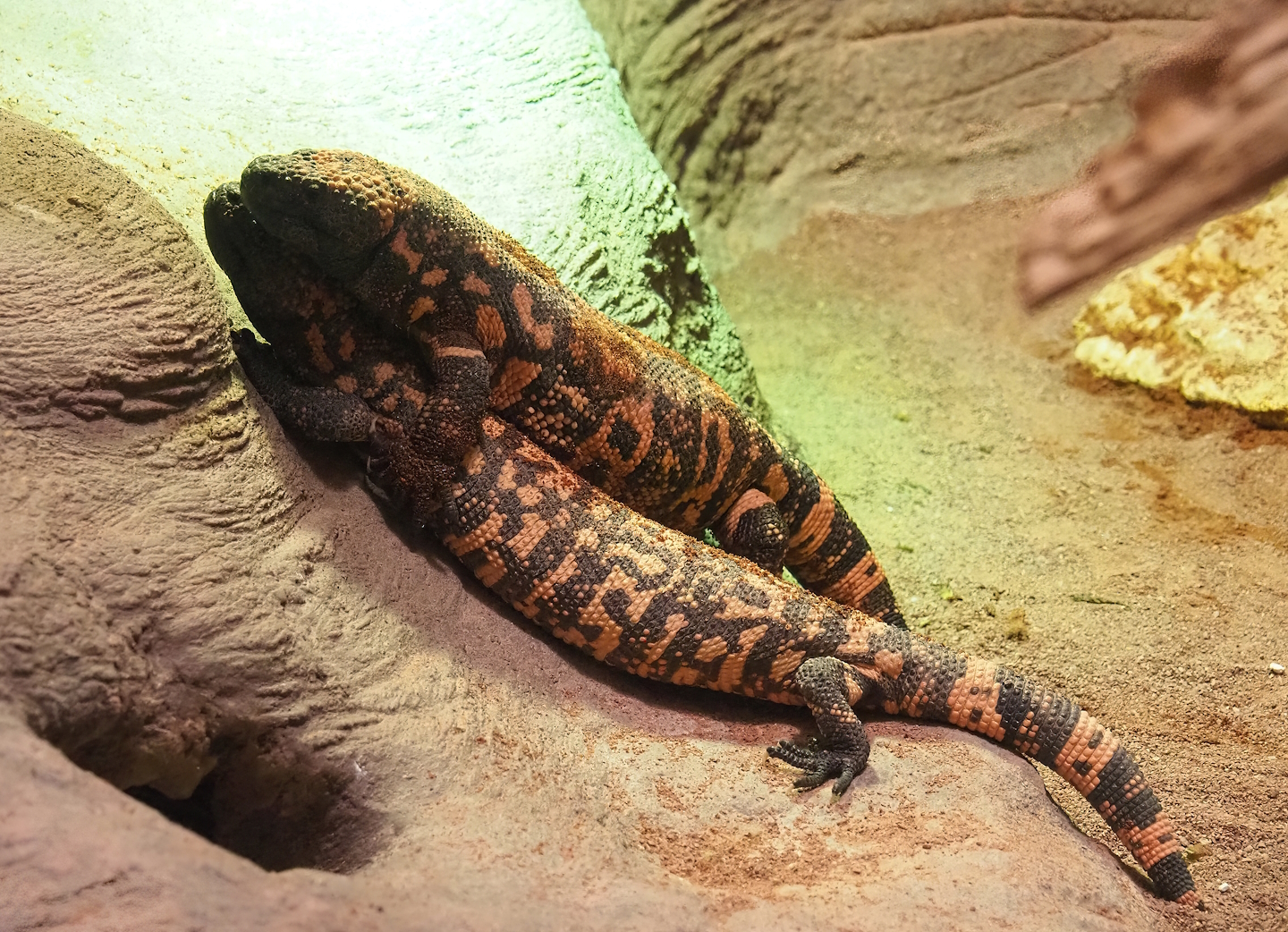 Gila monsters (Heloderma suspectum), 2022-10-29