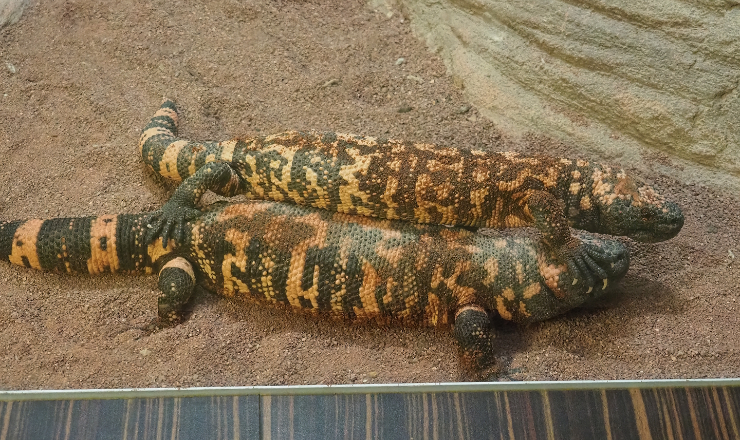 Gila monsters (Heloderma suspectum), 2022-10-29