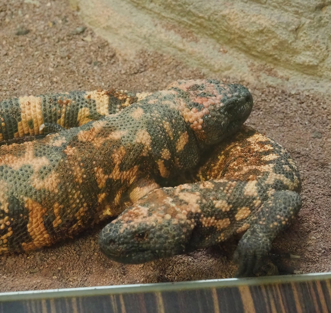 Gila monsters (Heloderma suspectum), 2022-10-29