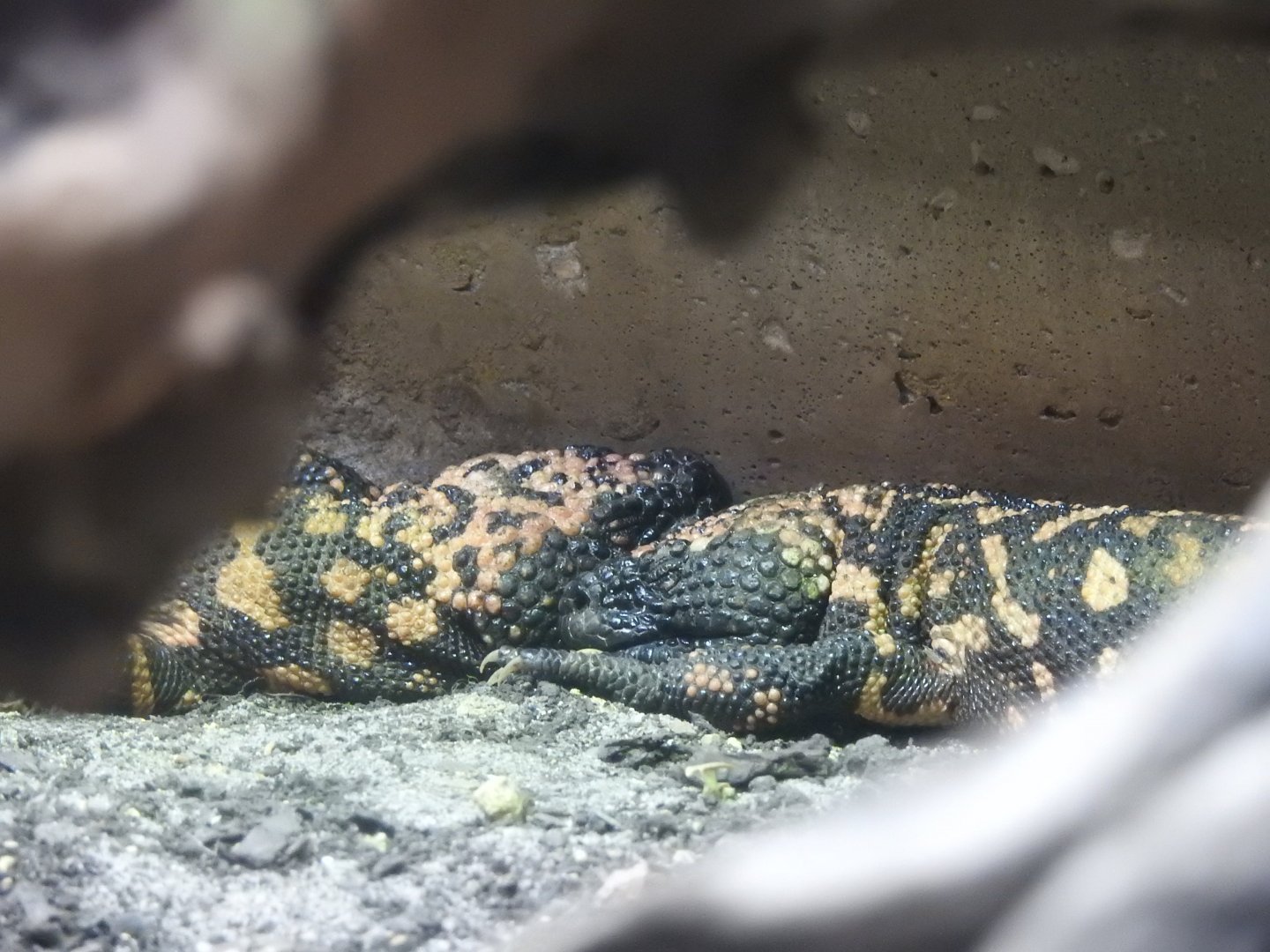 Gila Monsters (Heloderma suspectum)